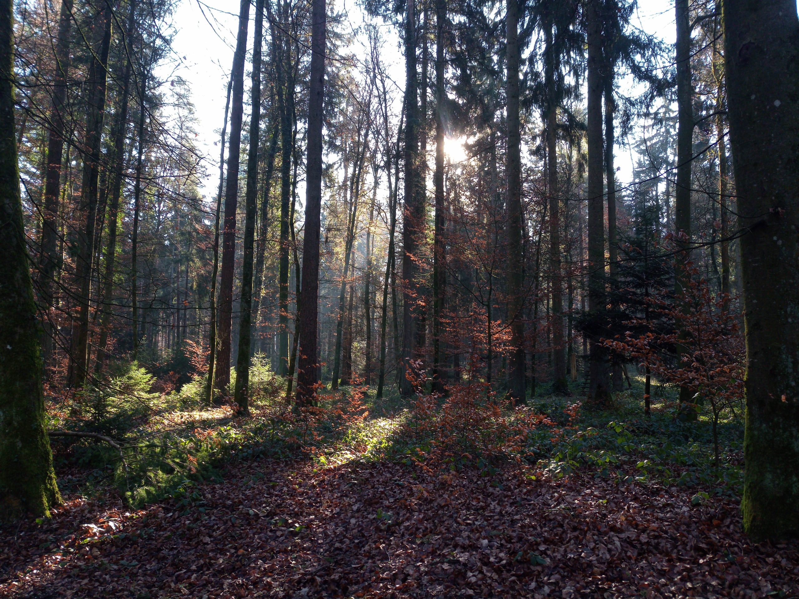 Zurück zu den Wurzeln oder warum uns der Wald so gut tut - 3 Tipps für einen erholsamen Wald-Besuch