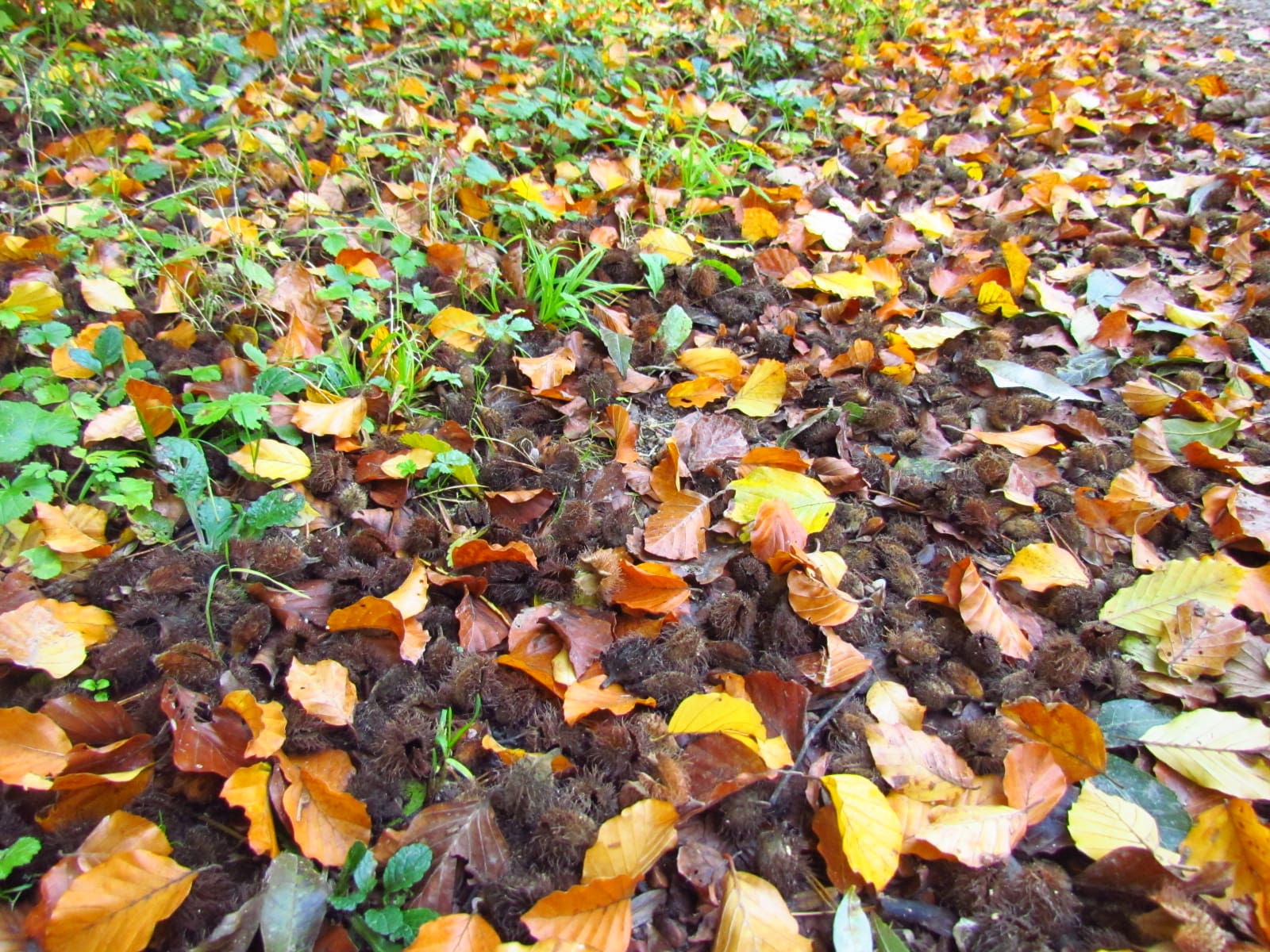 Herbstlicher Waldboden