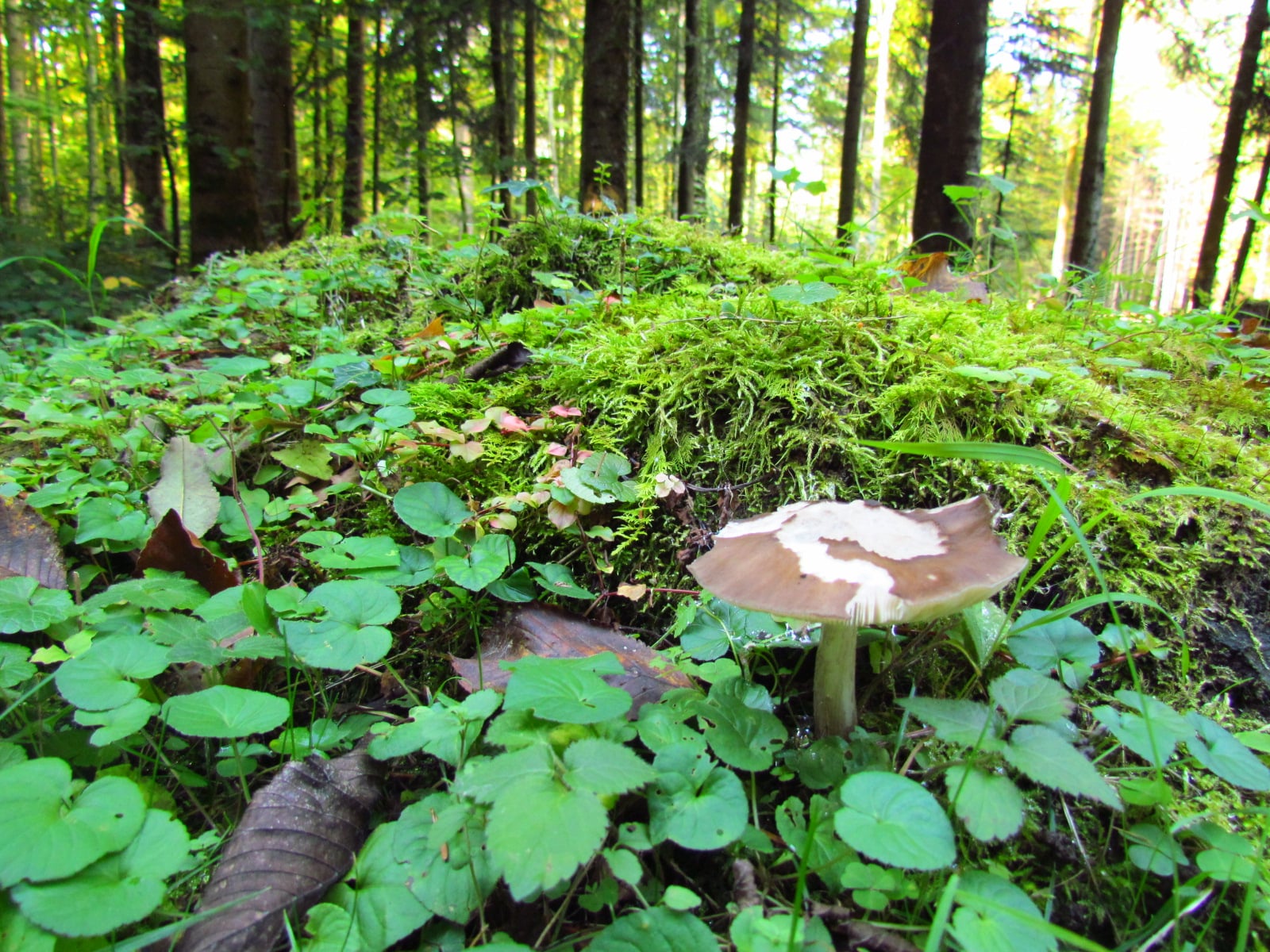 Pilz