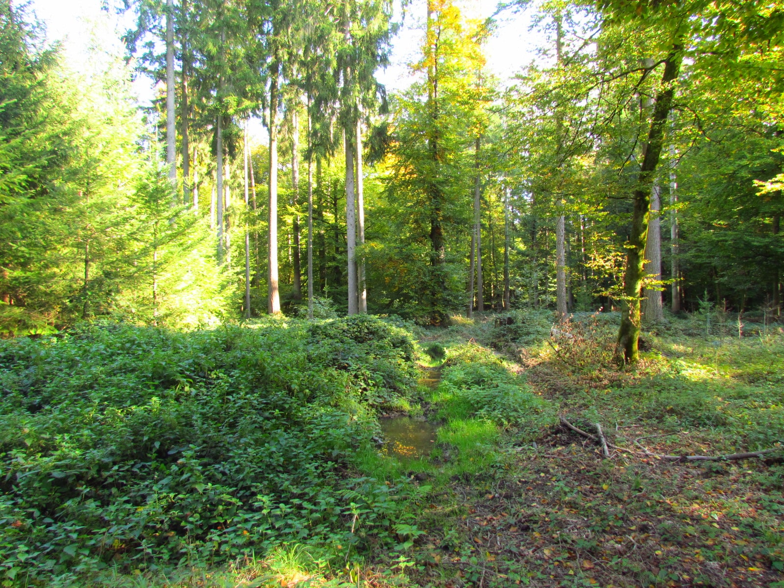 Rückegasse