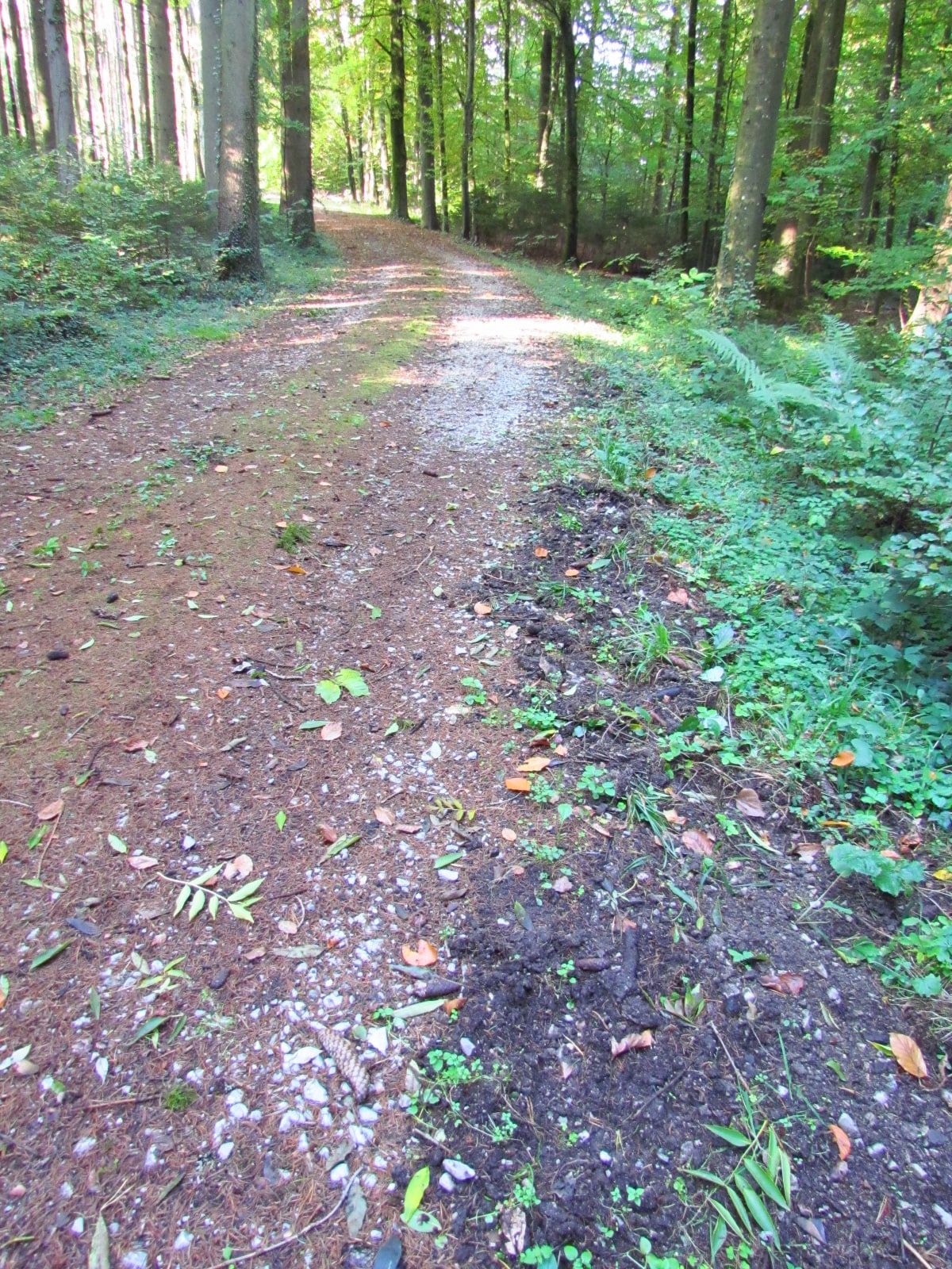 Wildschwein-Spur