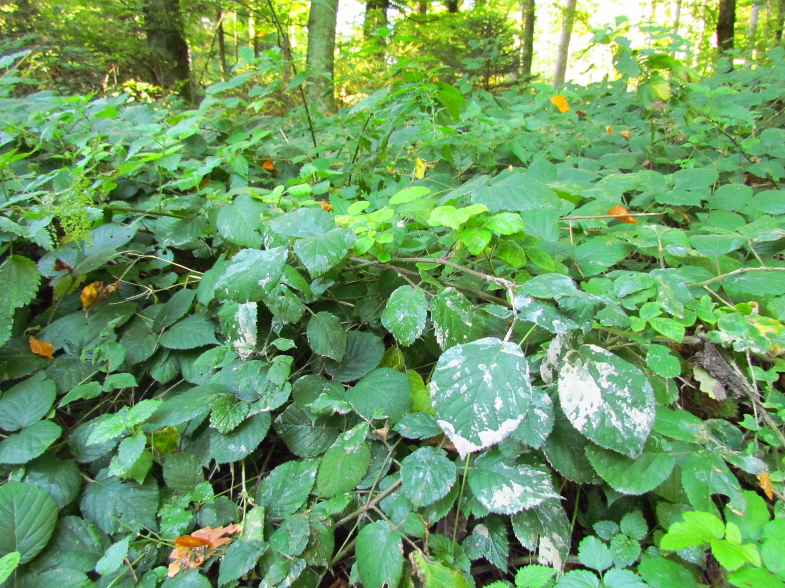 Wildschwein-Spuren