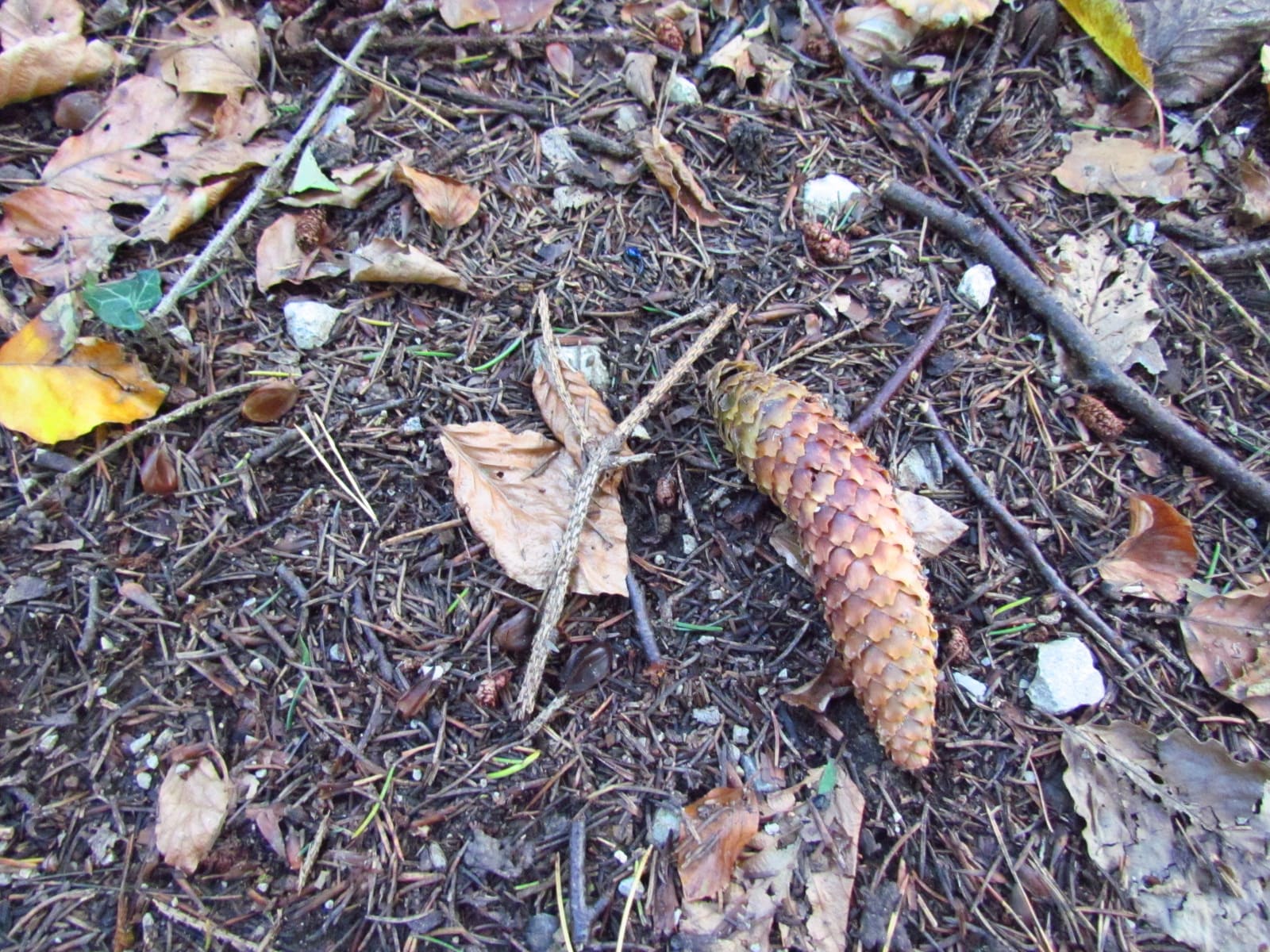 gekrümmter Tannenzapfen