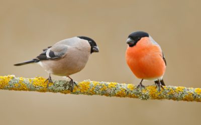Was ist eigentlich der Unterschied zwischen einem Birder und einem Ornithologen – oder warum ich mich lieber Ornithologin nenne