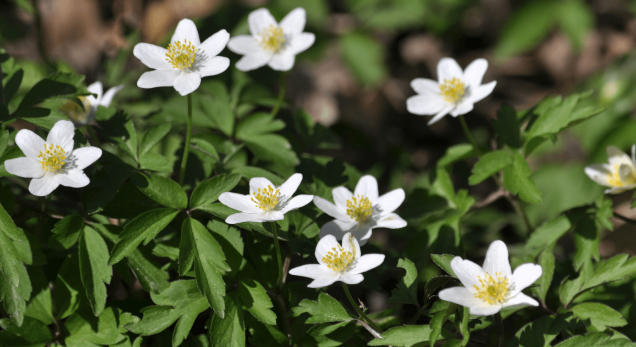 Was ist ein Frühblüher und welche kann ich im Wald entdecken? Wald von Ameise bis Zaunkönig