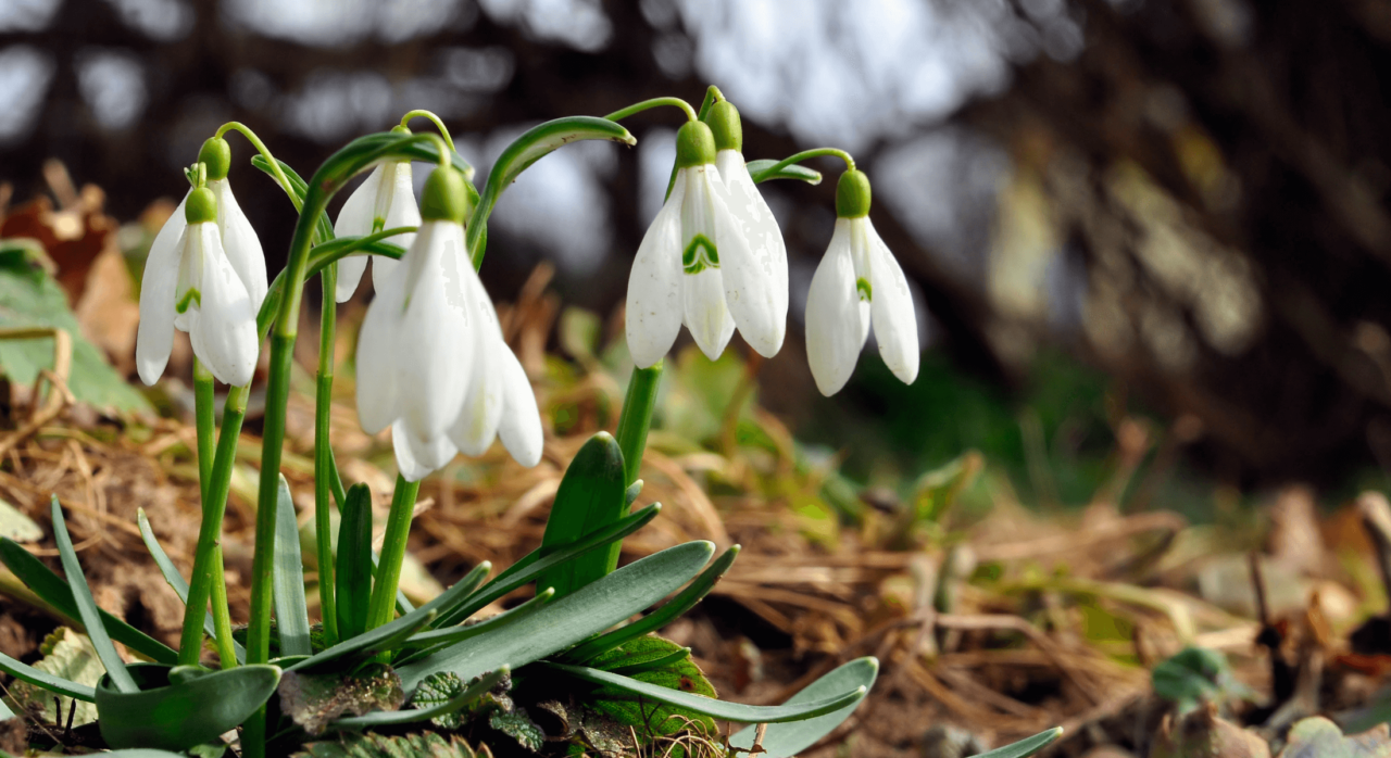 Was ist ein Frühblüher und welche kann ich im Wald entdecken? Wald von Ameise bis Zaunkönig