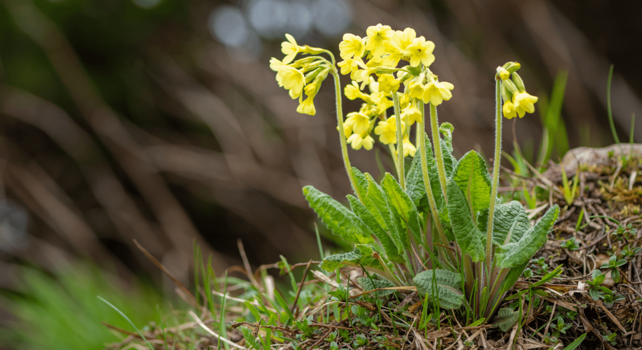 Was ist ein Frühblüher? 5 Arten die du als NaturpädagogIn kennen solltest.