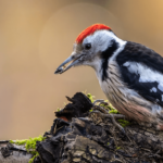 16 Begriffe aus der Vogelkunde, die du unbedingt kennen solltest, wenn du Vögel beobachten und bestimmen willst