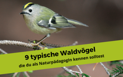 9 typische Vögel im Wald, die du als NaturpädagogIn kennen solltest