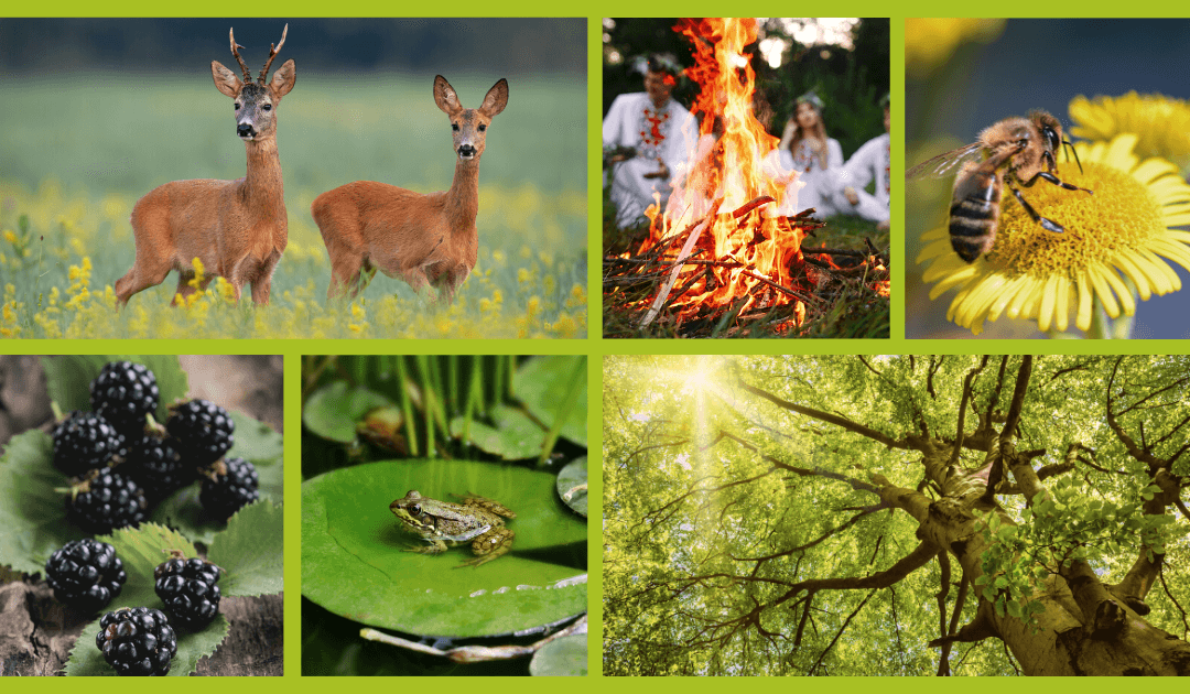 Sommer: 5 Themen, die du jetzt in deine Waldführungen oder Naturtage einbauen kannst