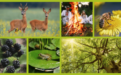 Sommer: 5 Themen, die du jetzt in deine Waldführungen oder Naturtage einbauen kannst
