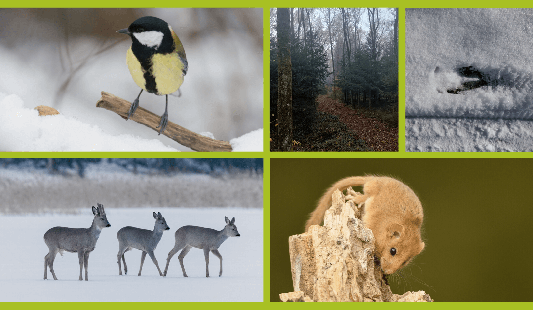 Winter: 5 Themen, die du jetzt in deine Waldführungen oder Naturtage einbauen kannst