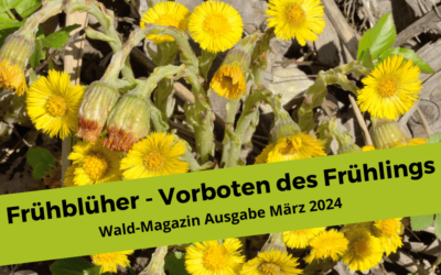 Frühblüher – Ideen und Impulse für Wald- und Naturpädagoginnen