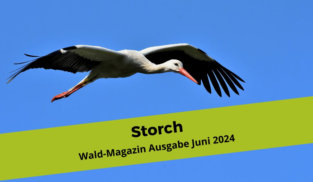 Störche – Ideen und Impulse für Wald- und Naturpädagoginnen