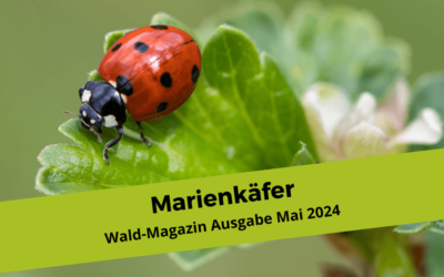 Marienkäfer – Ideen und Impulse für Wald- und Naturpädagoginnen