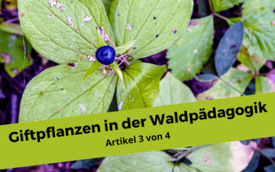 Giftpflanzen im und um den Wald 3/4 – Schwarze Beeren