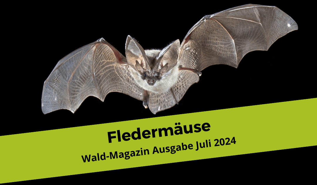 Fledermäuse – Ideen und Impulse für Wald- und Naturpädagoginnen