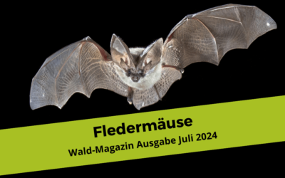 Fledermäuse – Ideen und Impulse für Wald- und Naturpädagoginnen