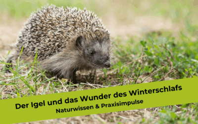 Der Igel und das Wunder des Winterschlafs: Fachwissen und pädagogische Praxisimpulse für Wald- und Naturpädagogen