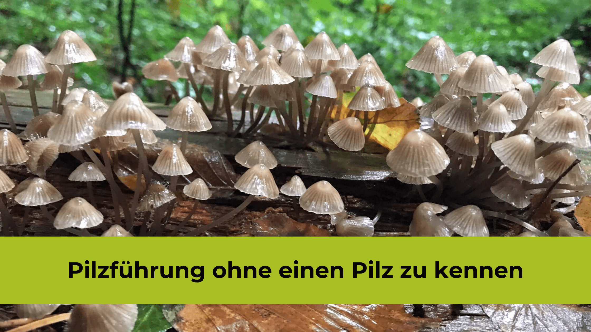 Pilzführung