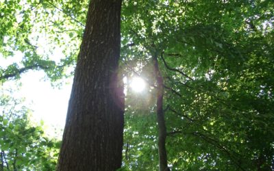 Facts über den Schweizer Wald