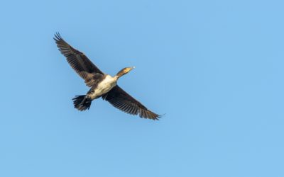 Internationaler Tag des Artenschutzes