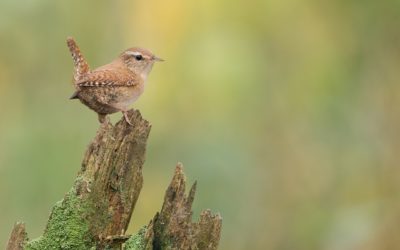 Wald von Ameise bis Zaunkönig. Was mir mein Firmenslogan/Claim bedeutet