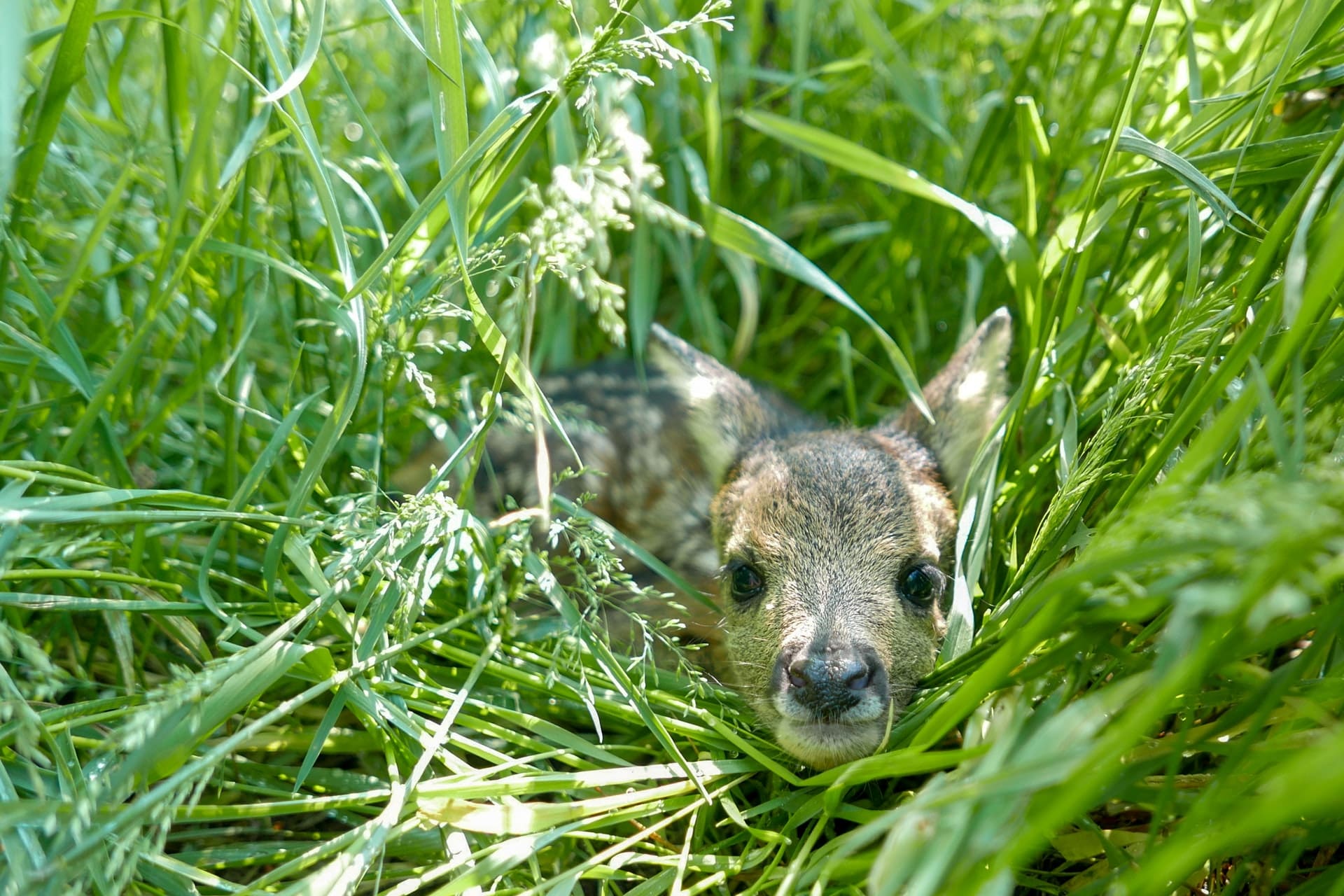 Sehr kleine Kitze haben noch keinen Fluchinstinkt_ Darum bitte Hunde an die Leine-min