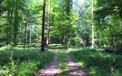 Ein Waldrundgang in Bildern – Sommer 2020