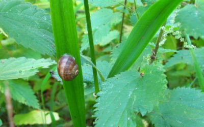 Waldpädagogik, Wildnispädagogik, Naturpädagogik und co. Was ist eigentlich der Unterschied?