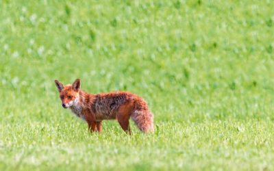 5 Fakten über den Fuchs, die du bestimmt noch nicht kennst