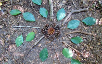 Shinrin Yoku – Waldbaden einfach erklärt