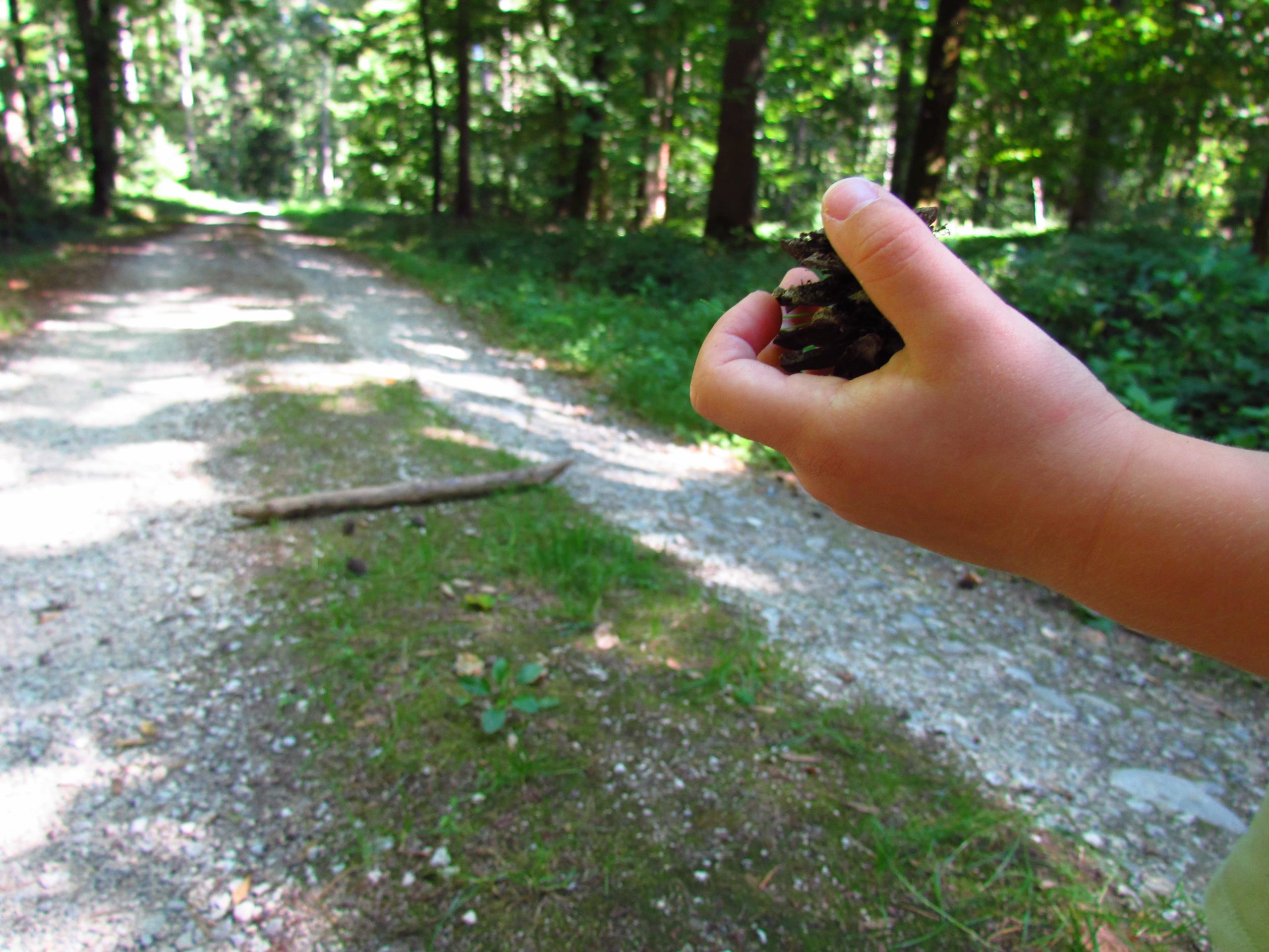Zapfen Zielwurf Mit Zapfen im Wald spielen.