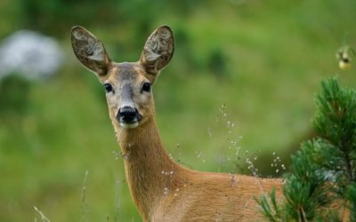 Das Reh – ein scheuer Waldbewohner