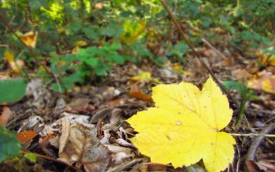 3 spannende Natur-Blogs für Familien und Kinder