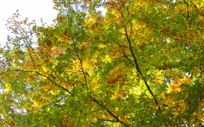 Ein Waldrundgang in Bildern – Herbst 2020