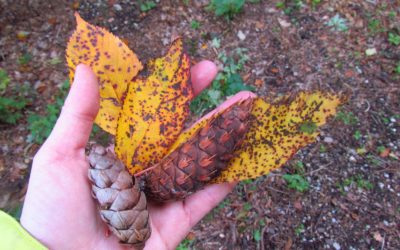 Wie du einen Waldausgang oder einen Waldtag mit Sachwissen aufpeppst