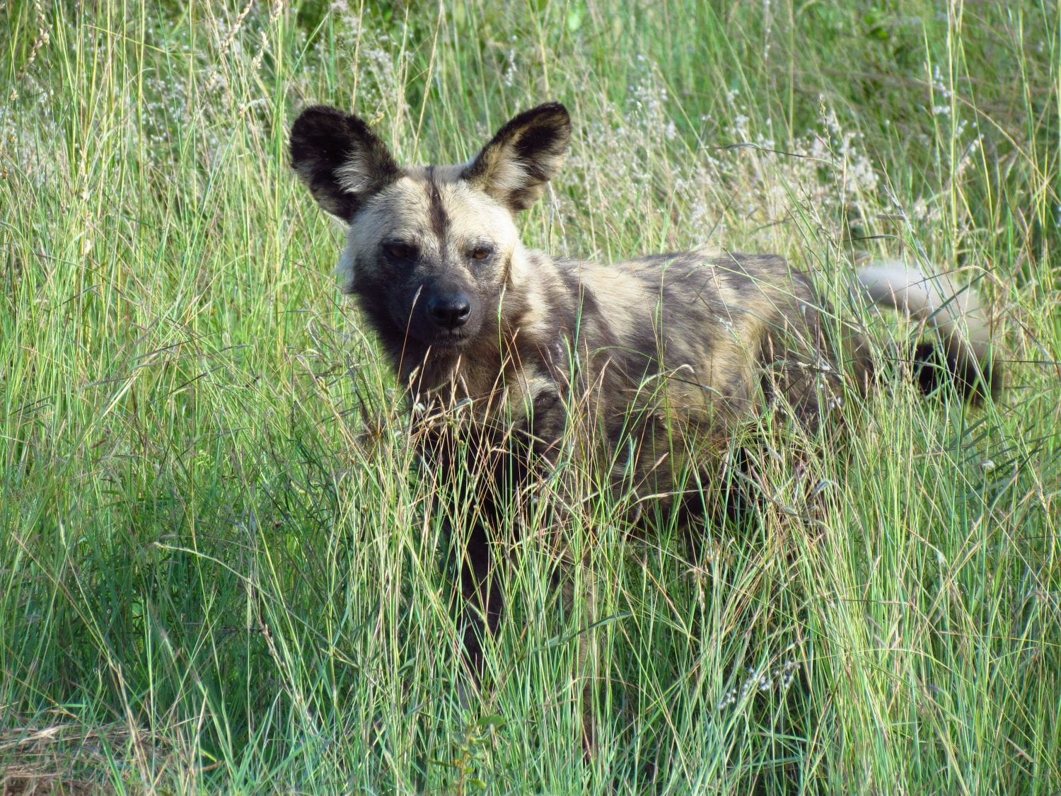 Afrikanischer Wildhund