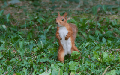 Ein Eichhörnchen redet Klartext!