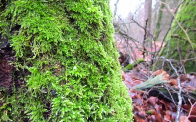 Ein Waldrundgang in Bildern – Winter 2021