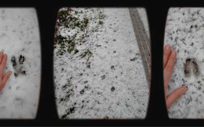 Spuren im Schnee – so erkennst du Trittsiegel von Fuchs, Wildschwein und Reh