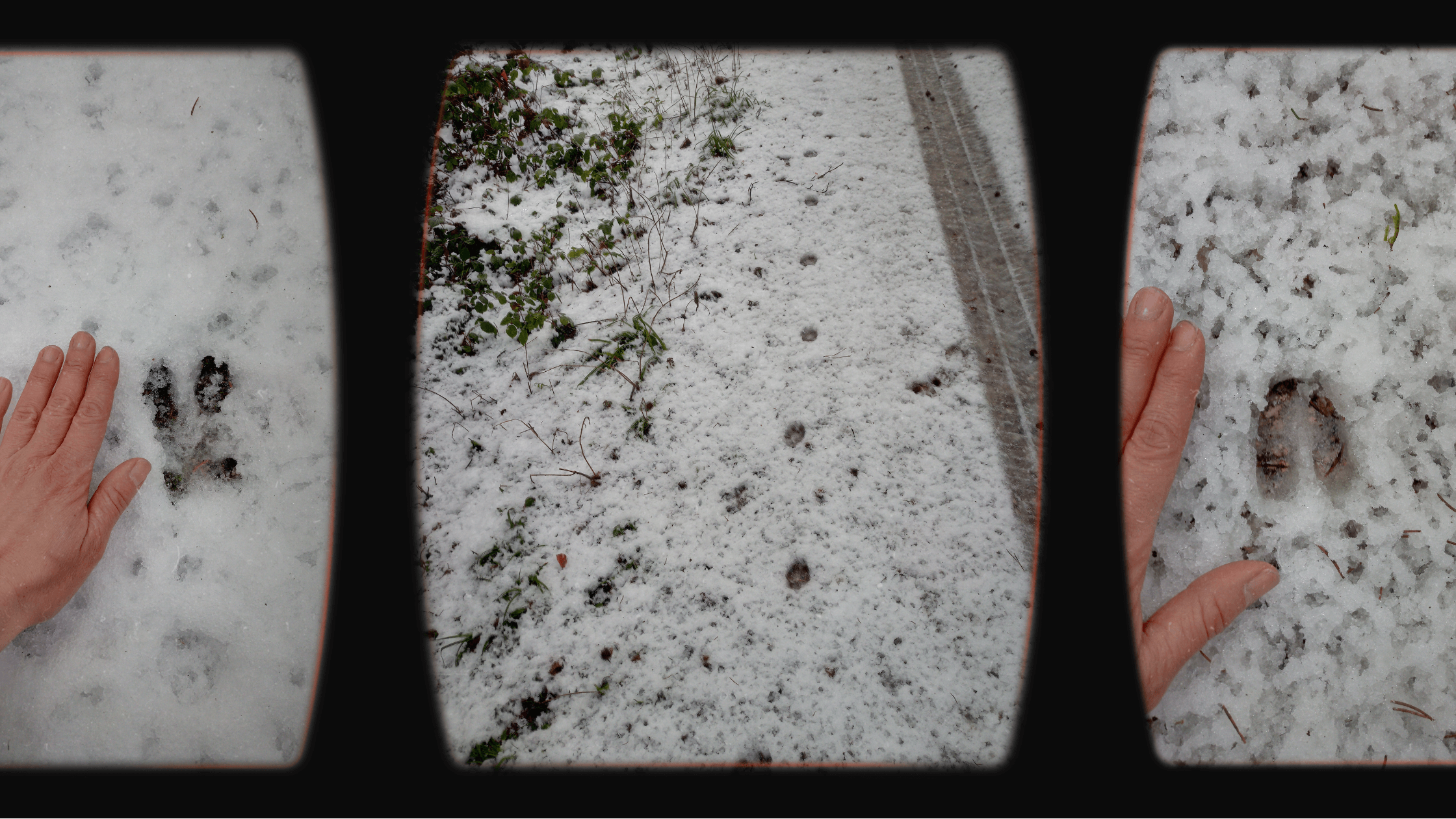 Spuren im Schnee Spuren im Schnee