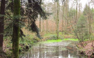 Märchen und Sagen aus dem Wald