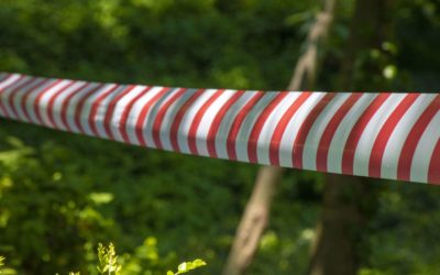 7 No-Gos wenn du als NaturpädagogIn mit deiner Kindergruppe im Wald unterwegs bist