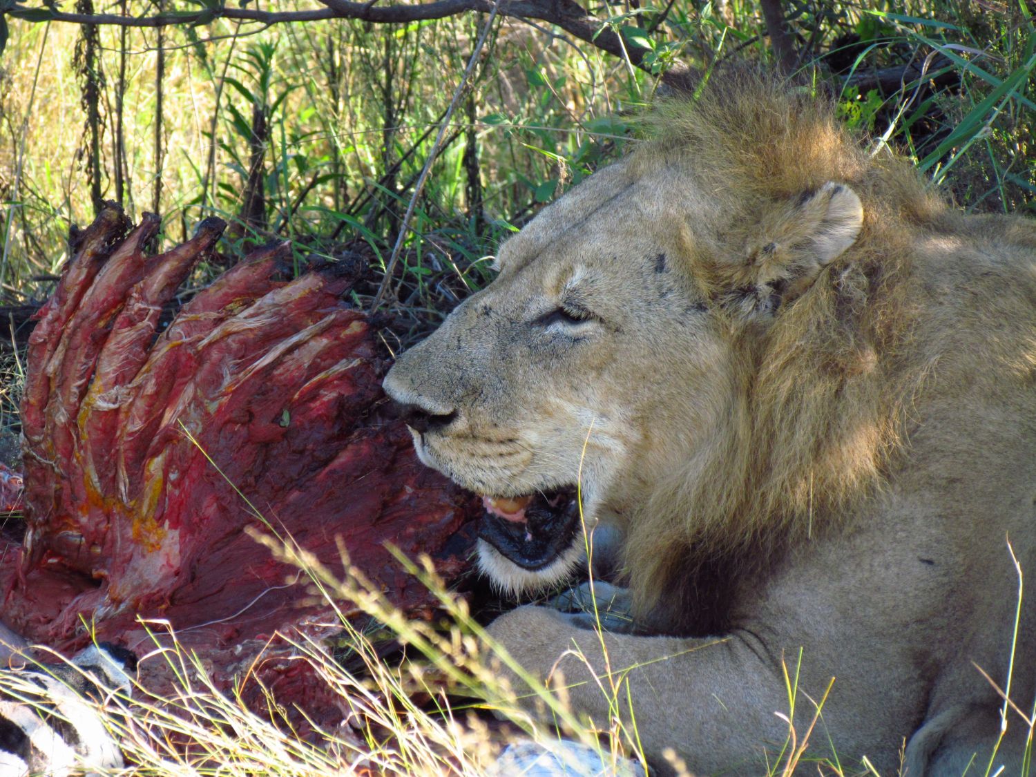 Löwe mit Zebrariss