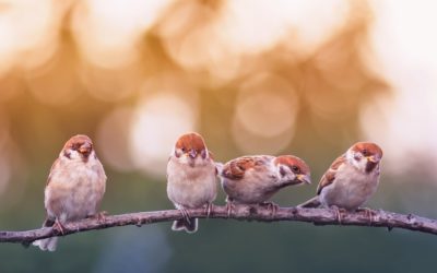 Wenn der Wald plötzlich online geht
