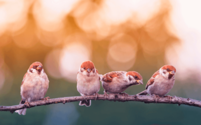 Welcher Vogel fliegt da? Eine Anleitung zum Vögel beobachten