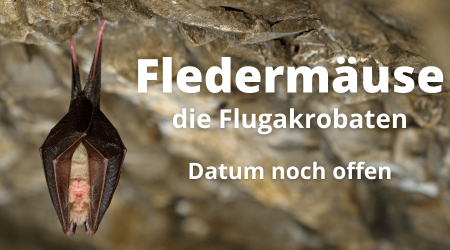 Kurs 2021 Fledermäuse