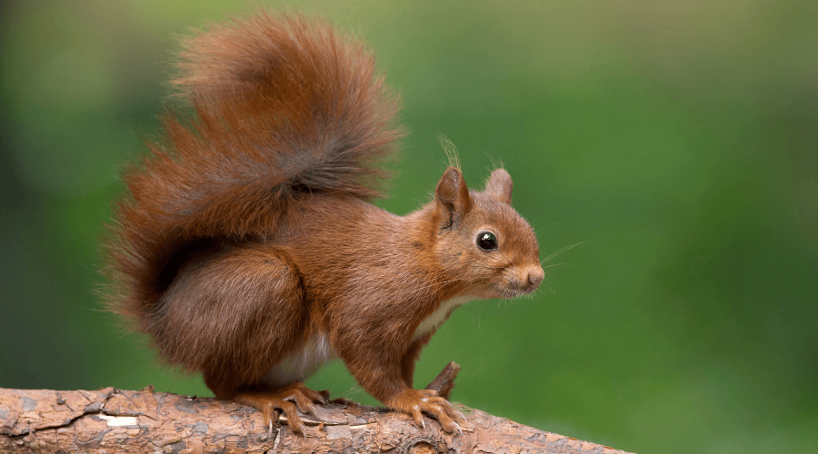 Eichhörnchen-1 Kind im Wald