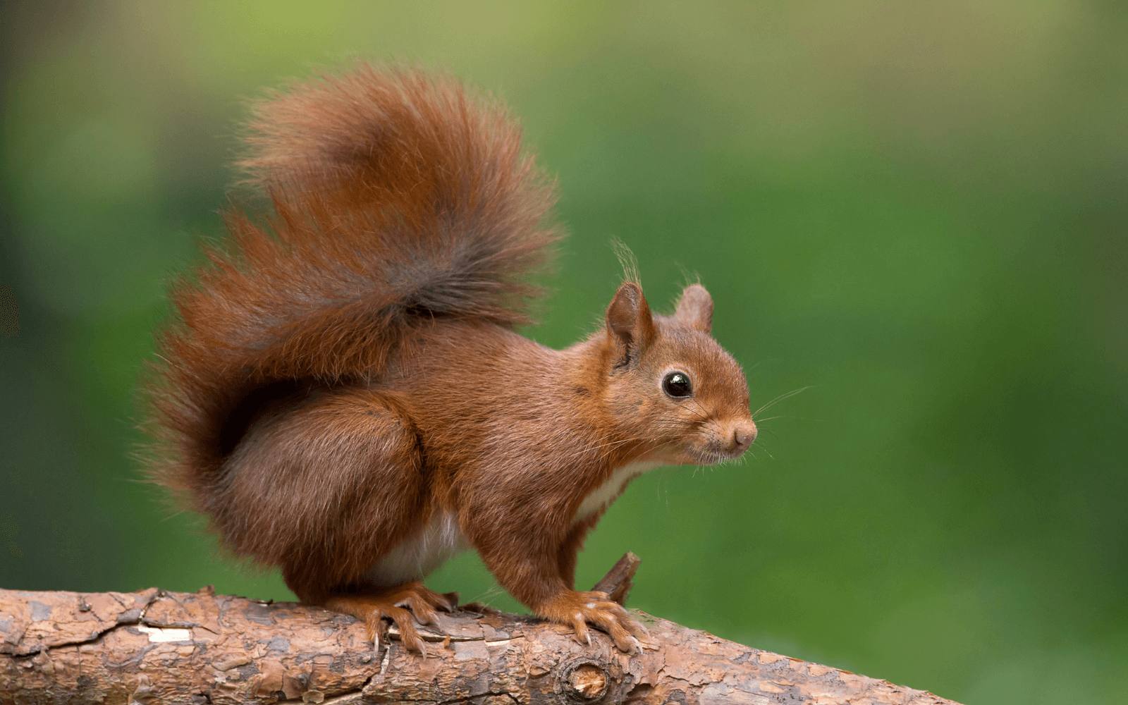 Eichhörnchen